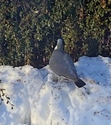 Ringdue (Columba palumbus)