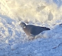 Ringdue (Columba palumbus)