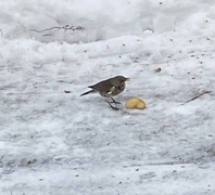 Gråtrost (Turdus pilaris)