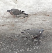 Ringdue (Columba palumbus)