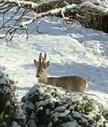 Rådyr (Capreolus capreolus)