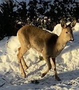 Rådyr (Capreolus capreolus)