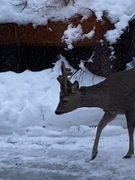 Rådyr (Capreolus capreolus)