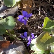 Blåveis (Hepatica nobilis)