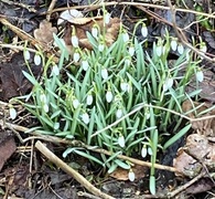 Snøklokke (Galanthus nivalis)