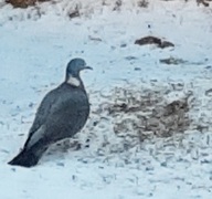 Ringdue (Columba palumbus)