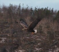 Havørn (Haliaeetus albicilla)