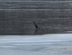 Storskarv (Phalacrocorax carbo)