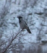 Kråke (Corvus cornix)