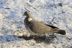 Ringdue (Columba palumbus)