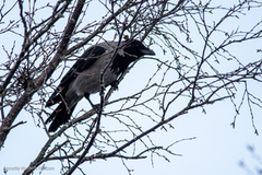 Kråke (Corvus cornix)