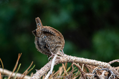 Gjerdesmett (Troglodytes troglodytes)