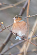 Bokfink (Fringilla coelebs)