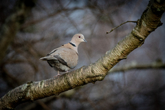 Tyrkerdue (Streptopelia decaocto)