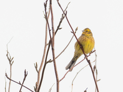 Gulspurv (Emberiza citrinella)