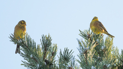 Gulspurv (Emberiza citrinella)