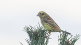 Gulspurv (Emberiza citrinella)