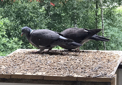 Ringdue (Columba palumbus)