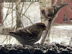 Gråsisik (Carduelis flammea)