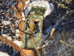 Gråspett (Picus canus)