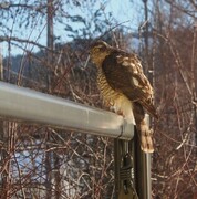 Hønsehauk (Accipiter gentilis)