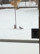 Ringdue (Columba palumbus)