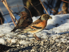 Bjørkefink (Fringilla montifringilla)