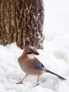 Nøtteskrike (Garrulus glandarius)