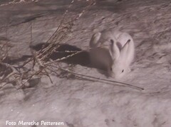 Hare (Lepus timidus)