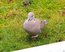 Tyrkerdue (Streptopelia decaocto)