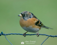 Bjørkefink (Fringilla montifringilla)