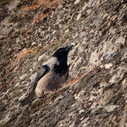 Kråke (Corvus cornix)