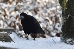 Kornkråke (Corvus frugilegus)