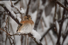 Bjørkefink (Fringilla montifringilla)