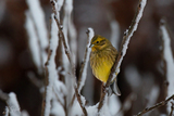 Gulspurv (Emberiza citrinella)