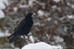 Kornkråke (Corvus frugilegus)