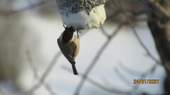 Løvmeis (Poecile palustris)