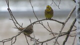 Gulspurv (Emberiza citrinella)