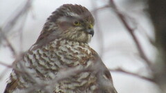 Hønsehauk (Accipiter gentilis)