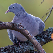 Ringdue (Columba palumbus)