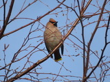 Sidensvans (Bombycilla garrulus)