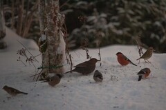 Bokfink (Fringilla coelebs)