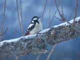 Flaggspett (Dendrocopos major)