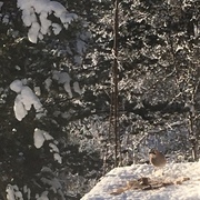 Nøtteskrike (Garrulus glandarius)