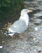 Gråmåke (Larus argentatus)