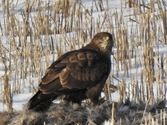 Musvåk (Buteo buteo)