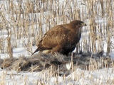 Musvåk (Buteo buteo)