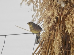 Gulspurv (Emberiza citrinella)