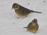 Gulspurv (Emberiza citrinella)