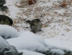 Grønnsisik (Carduelis spinus)